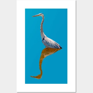 Heron Reflections Posters and Art